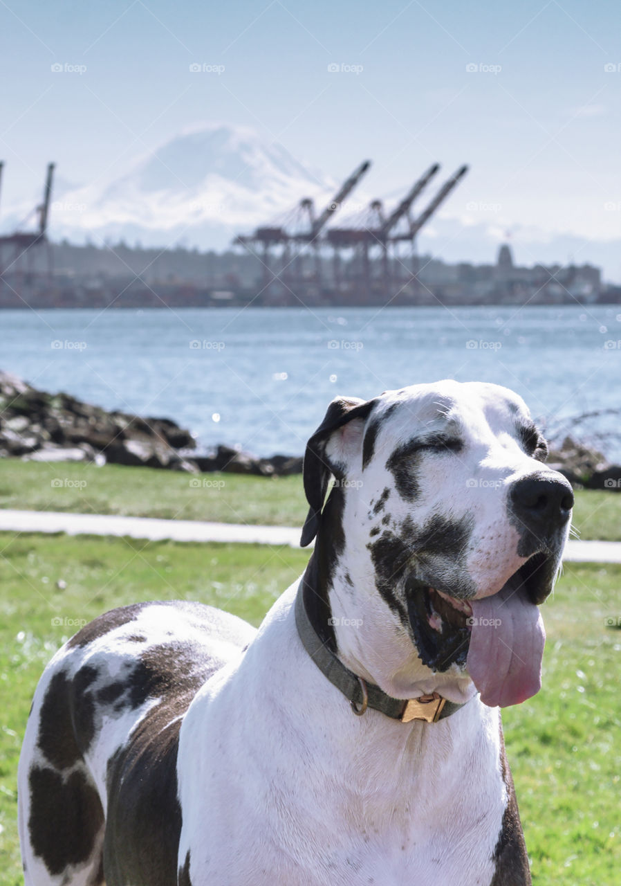 Sunny day dog walk on the waterfront with Mount Rainier in the background   