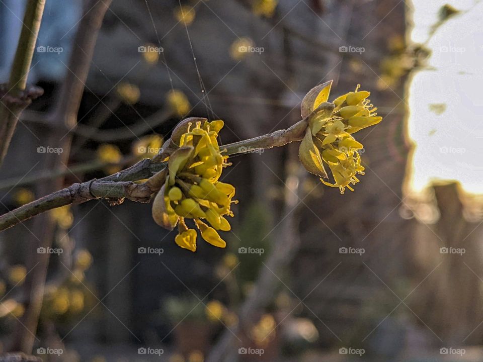 Shwindi tree in spring