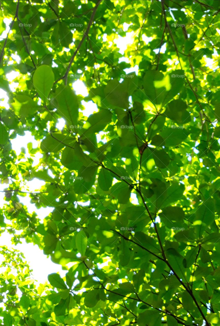 lihatlah daun hijau yang daoat menyegarkan mata.....