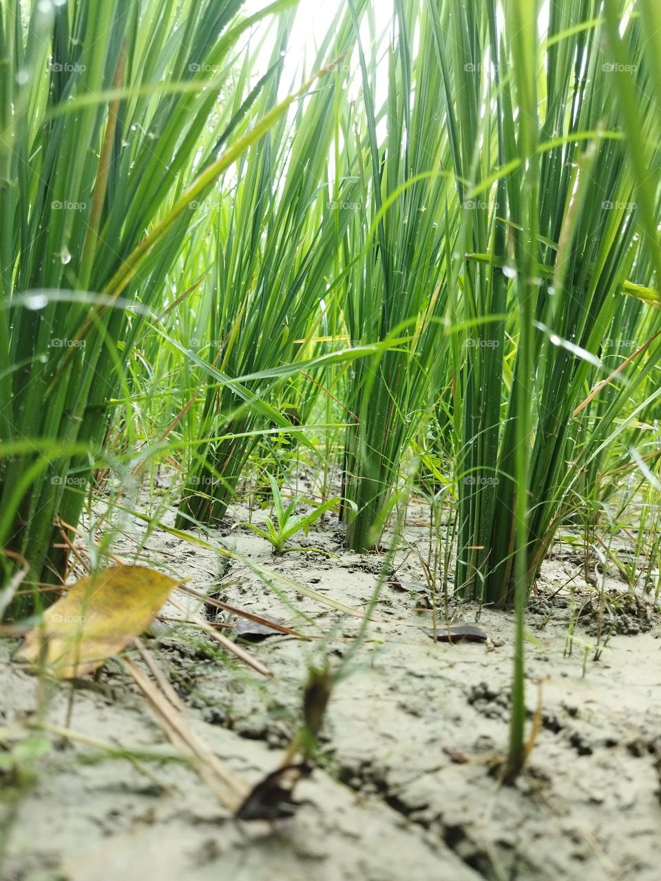 rice crop after rain