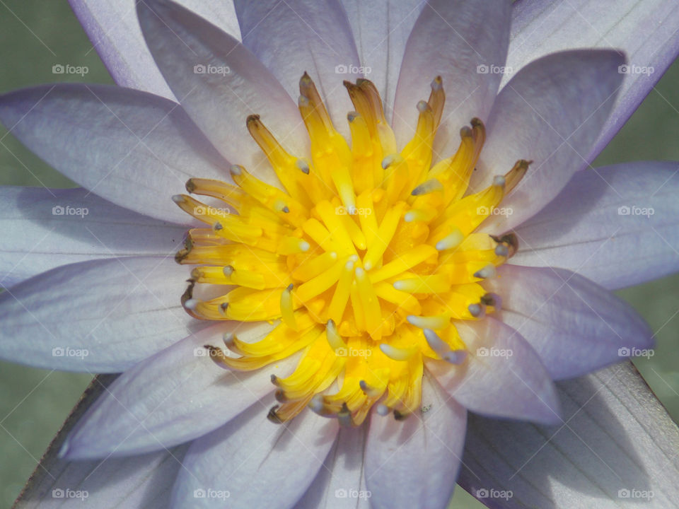 lotus. buddism symbol