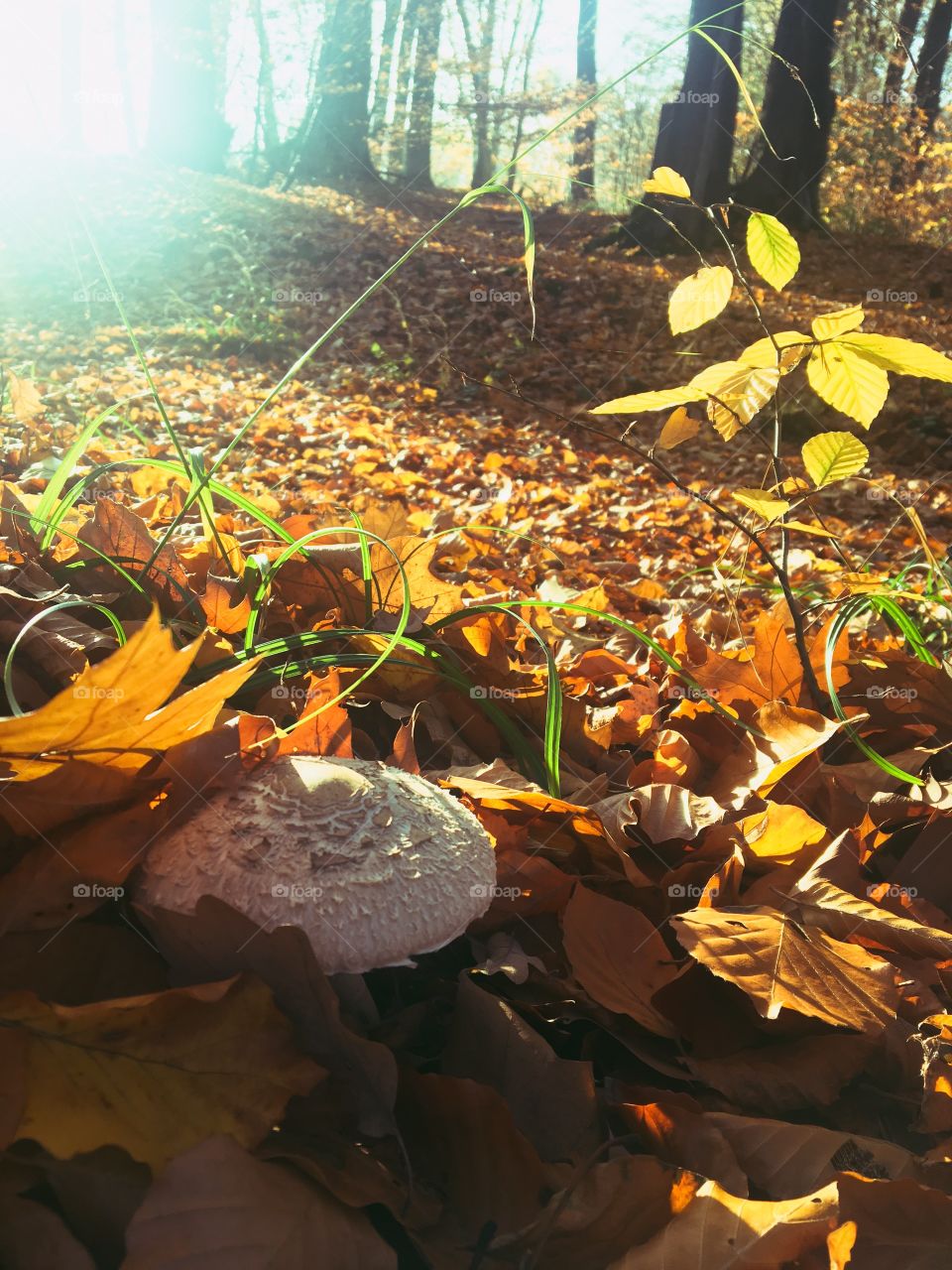 Mushroom in golden leaves forest floor 