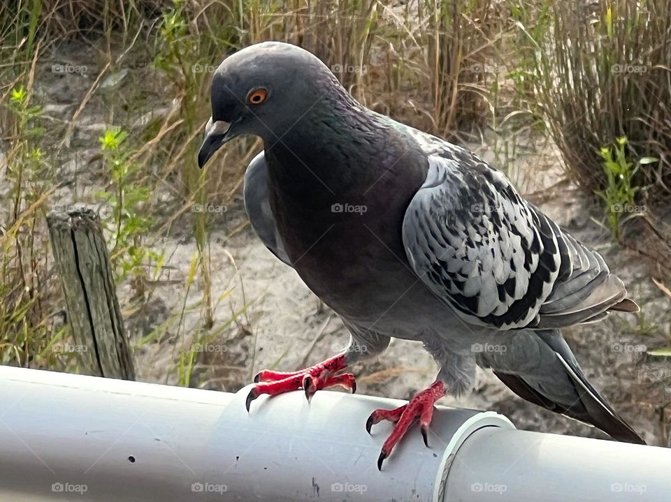 Pigeon on Railing 