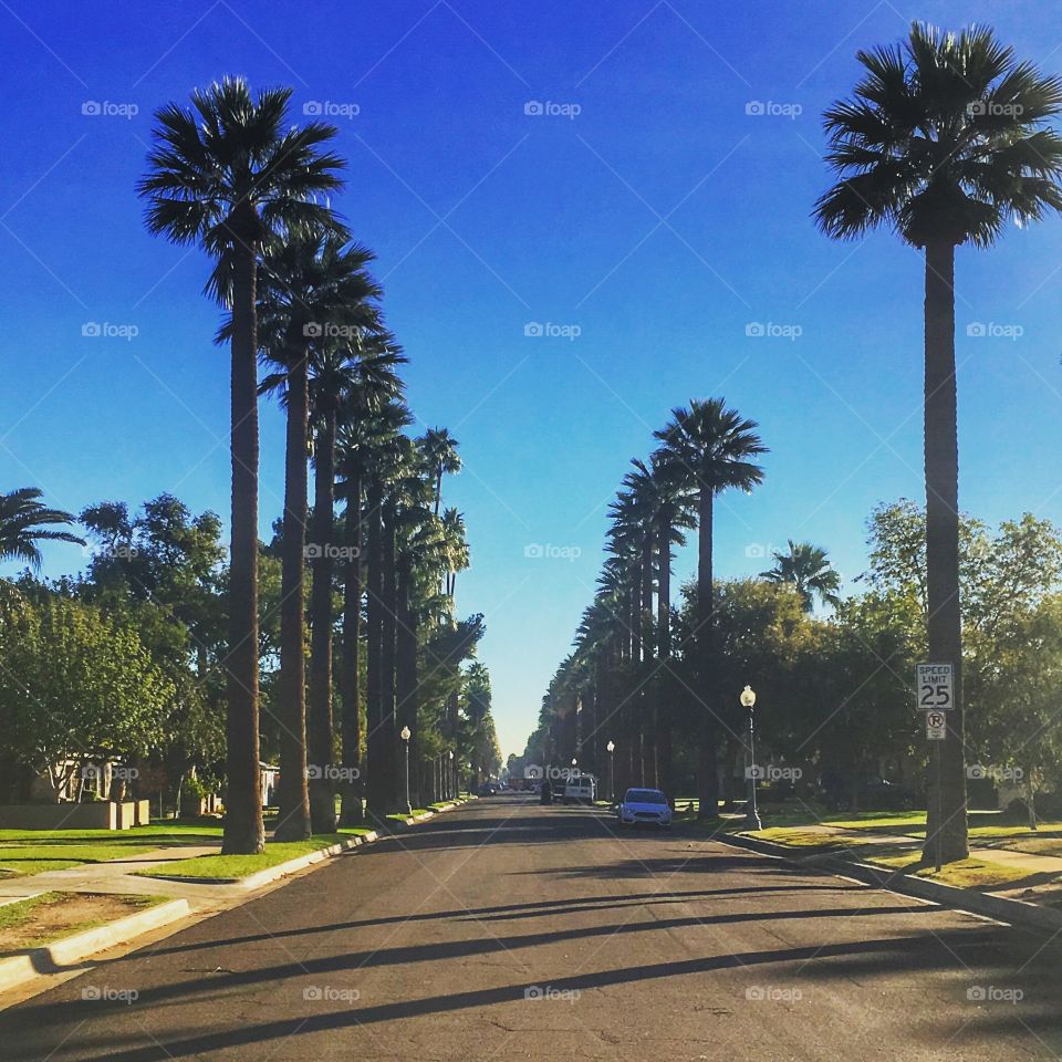 Avenue of Palms
