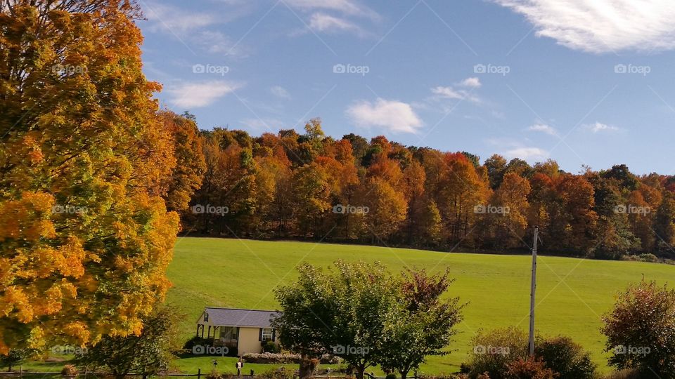 No Person, Tree, Fall, Outdoors, Landscape