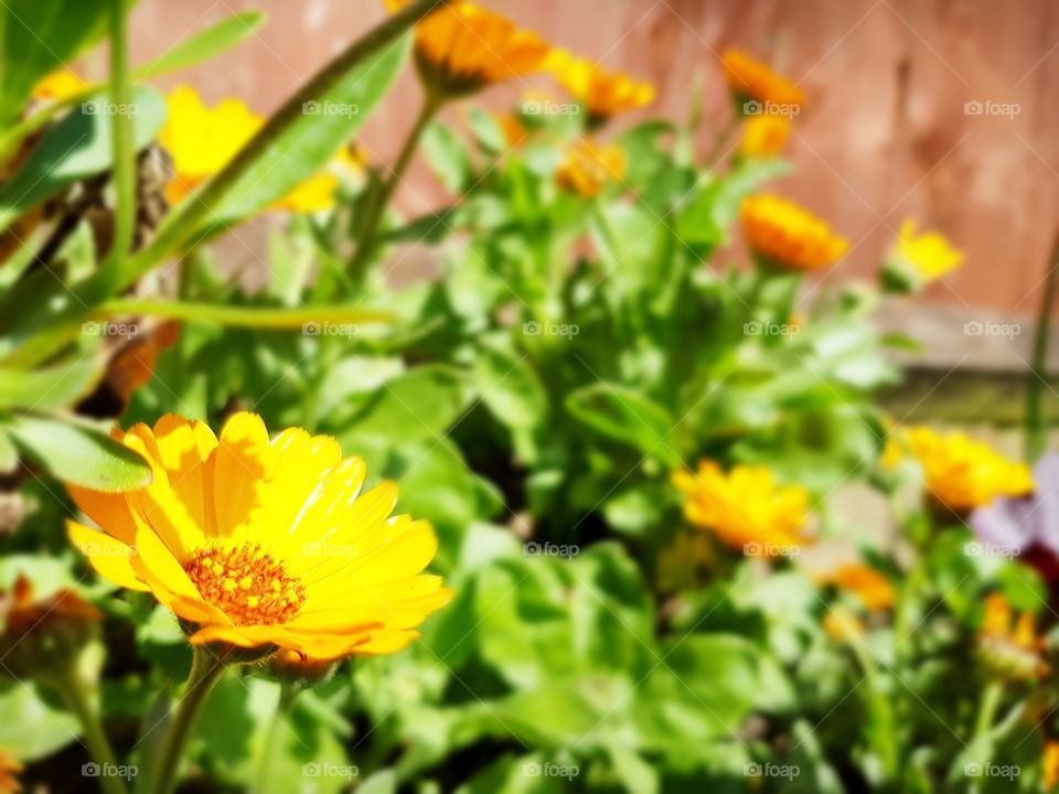 Flowers in Spring