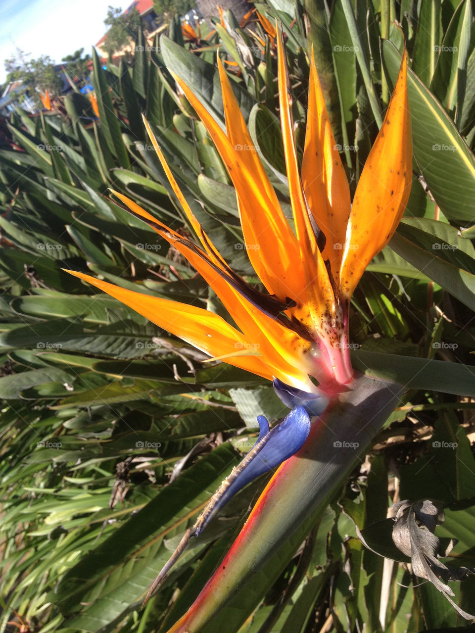 BIRD OF PARADISE PLANT