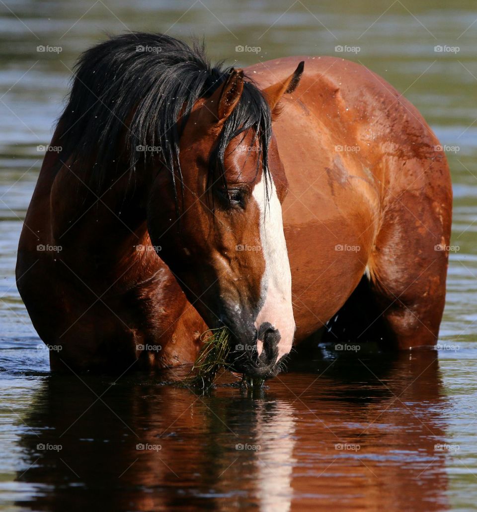 Wild Horse in the River