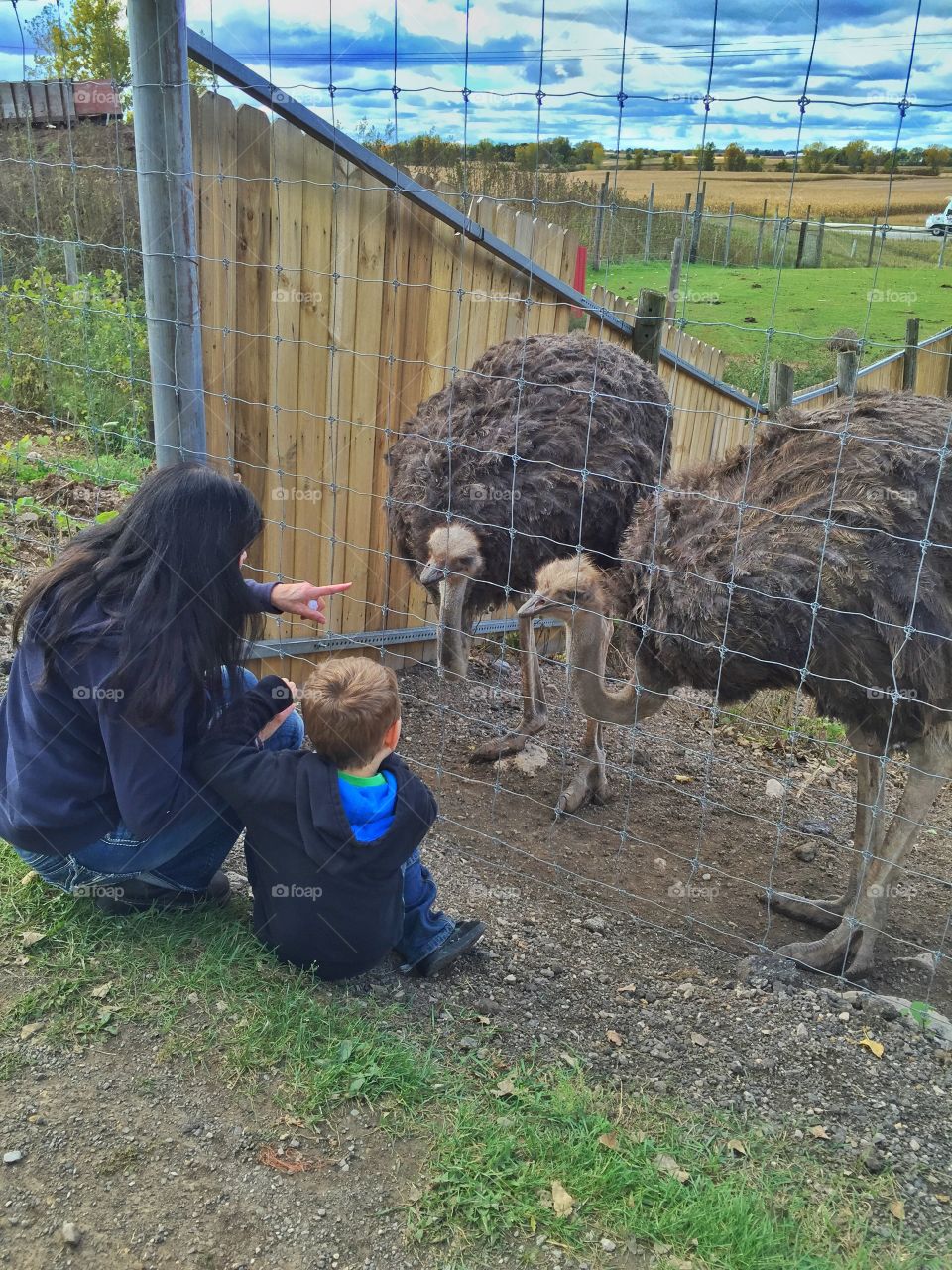 Checking out the ostriches . Day at the farm trying to find the perfect pumpkin