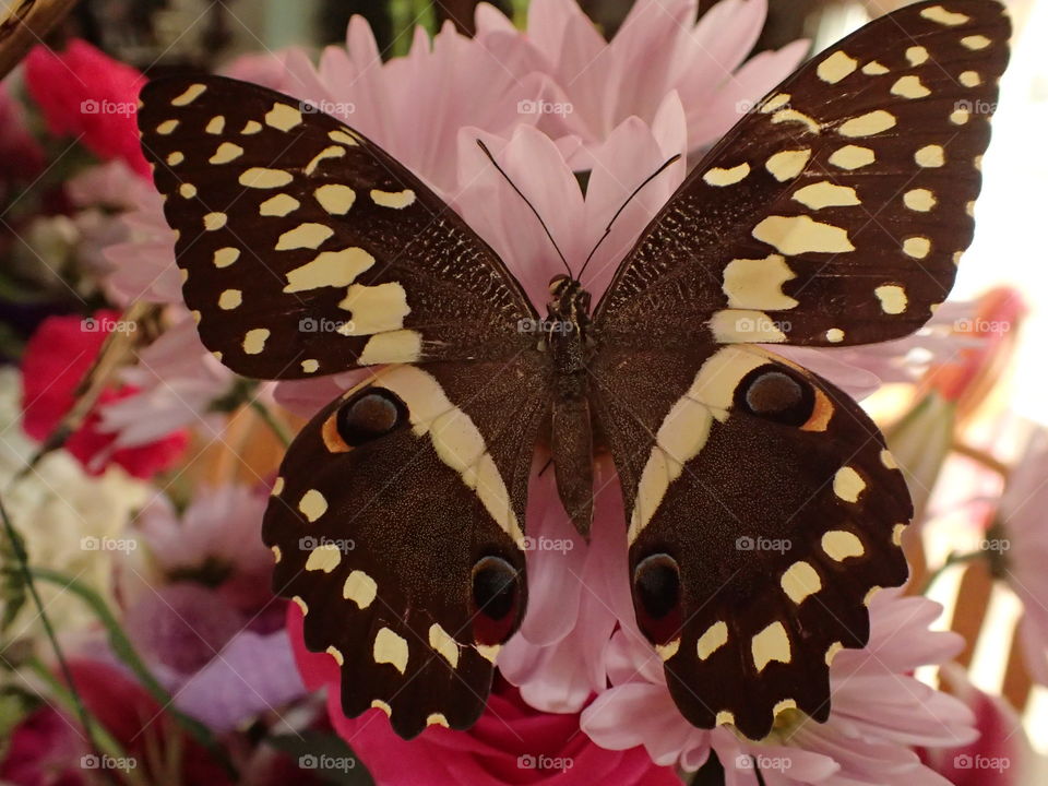 Brown and yellow Butterfly on pink flower