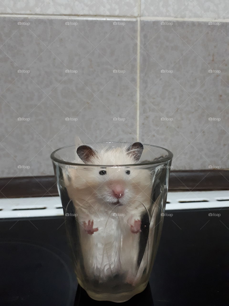 Small hamster in the glass