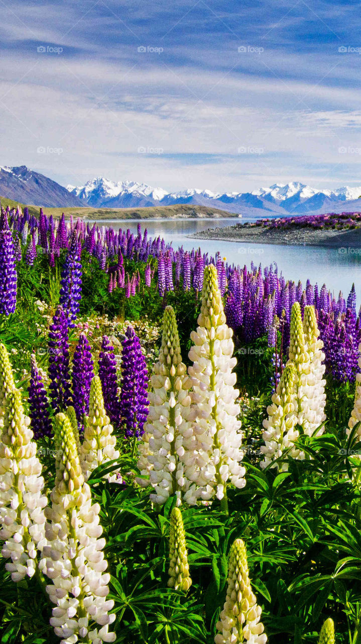 Nature, Summer, No Person, Flower, Flora