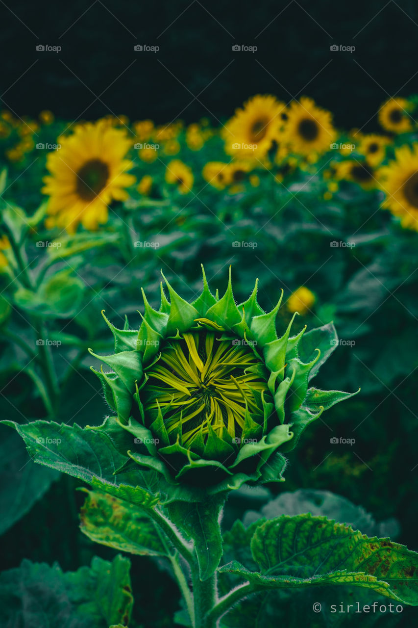 Sunflower