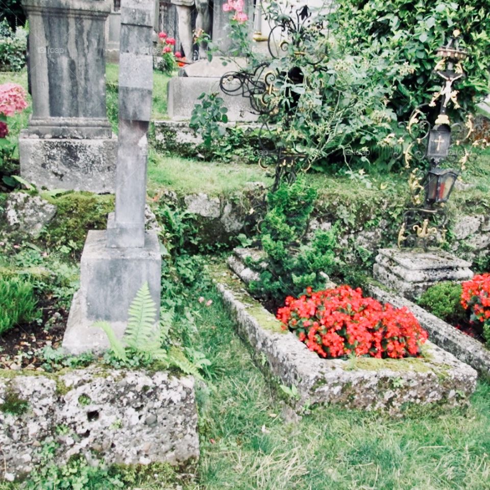 Flowers  in cemetery 