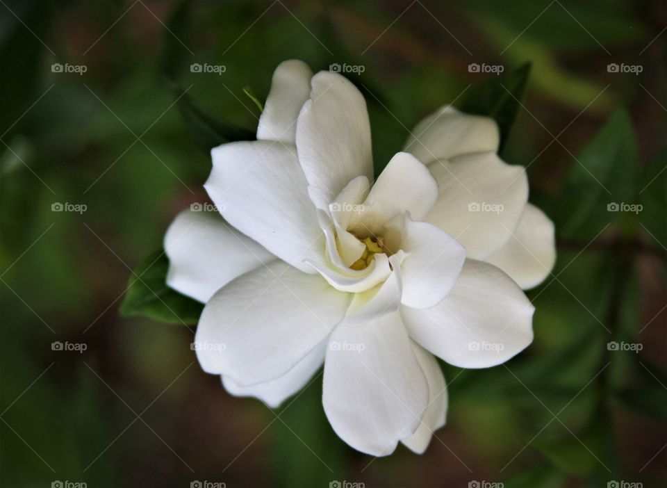 white flowers