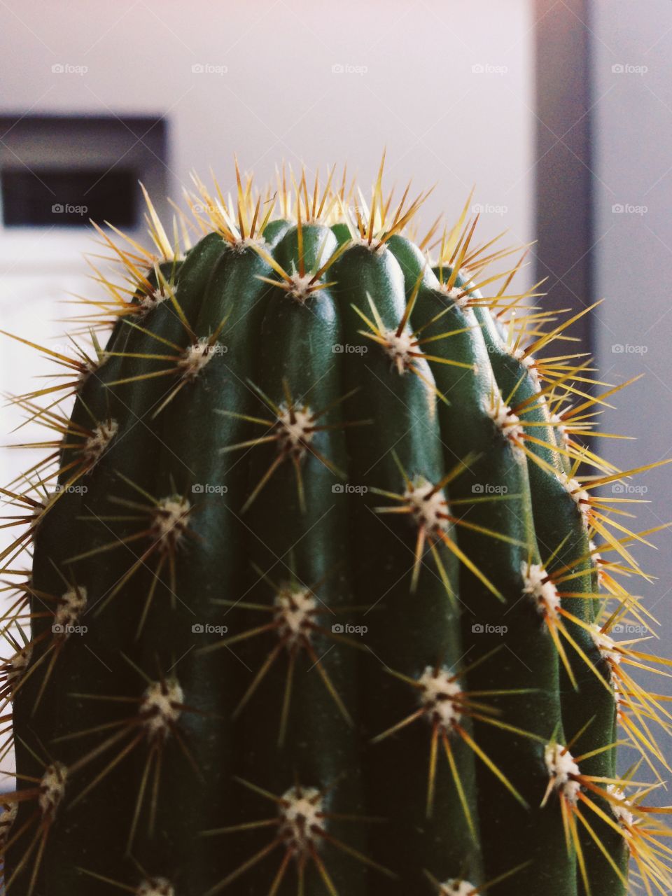 Cactus, Succulent, Spine, Desert, Sharp