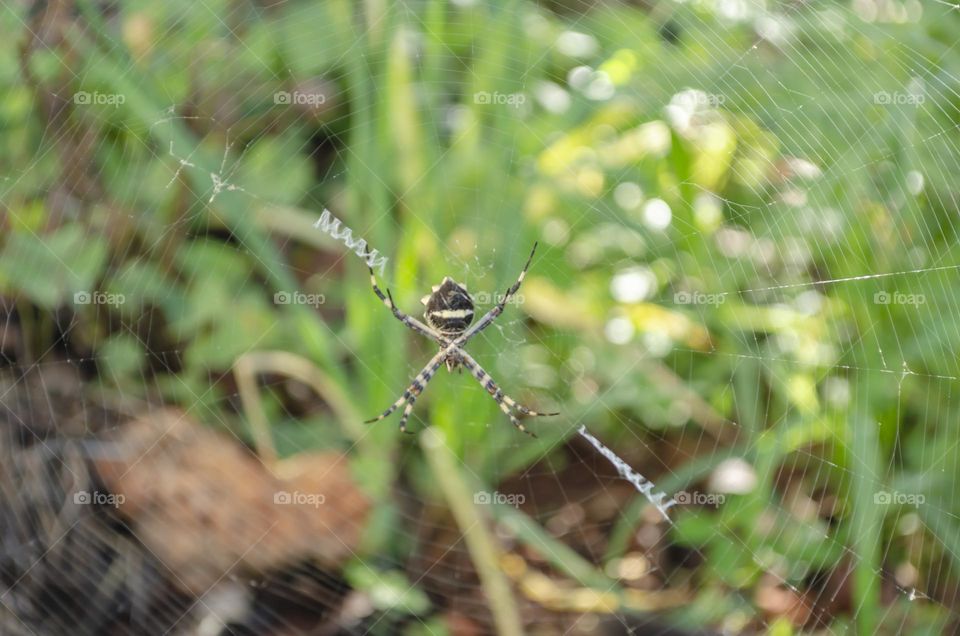 Spider In Web