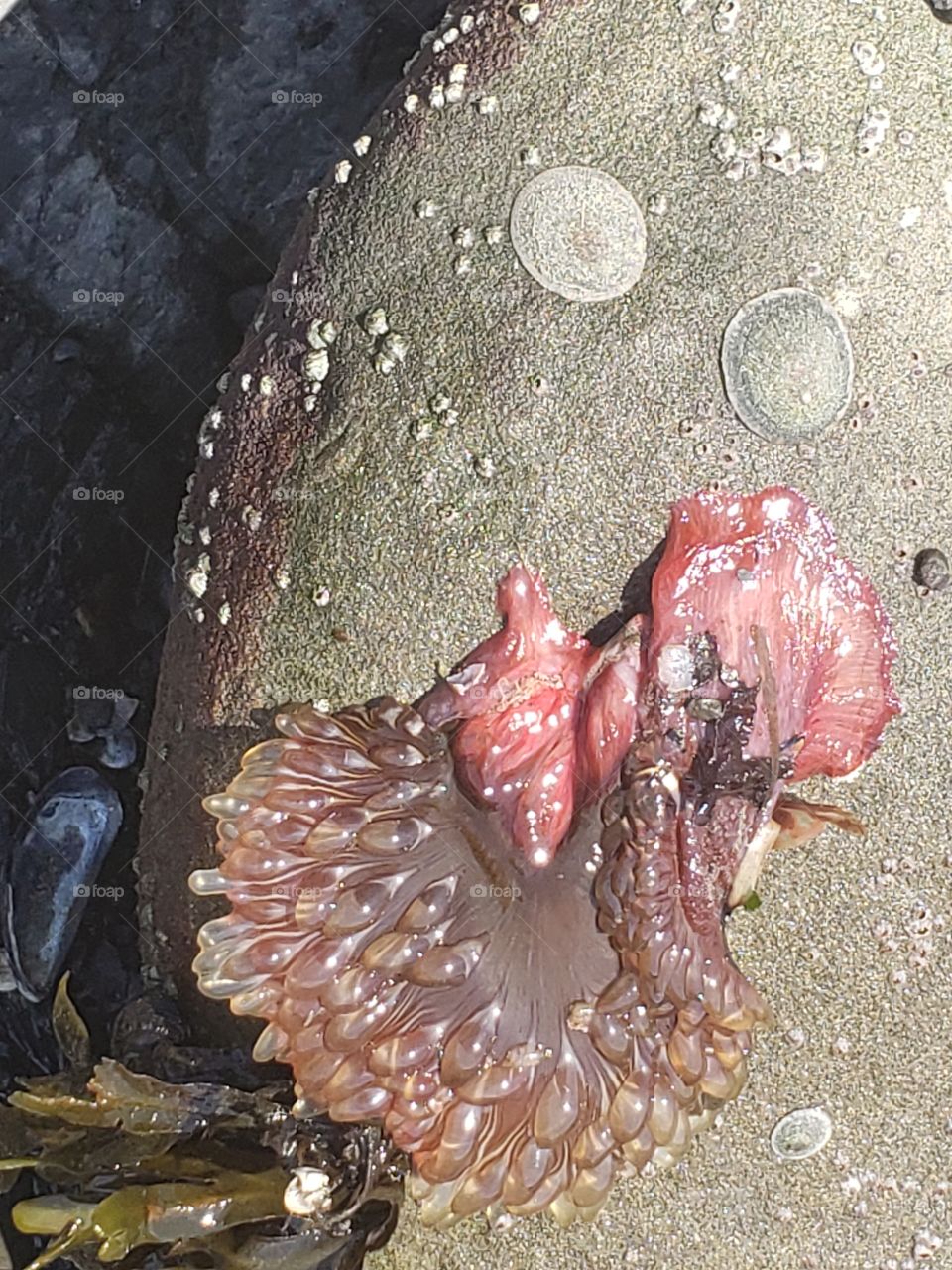 ALIEN SEA CREATURE, CHARLESTON OREGON