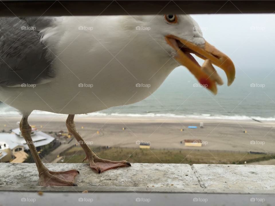 Hungry Seagull