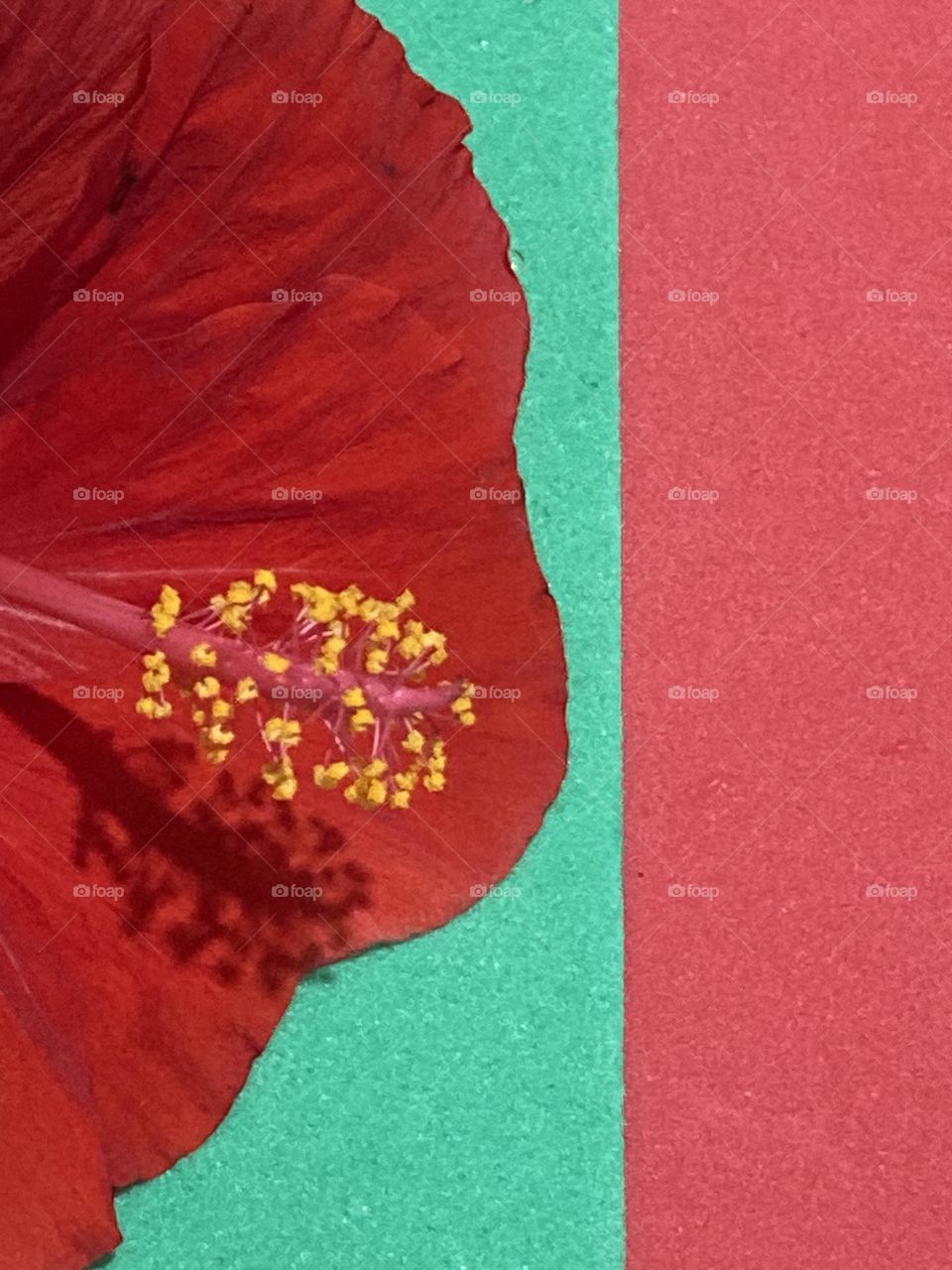 Flor parcial de Hibisco vermelho com estruturas amarelas em frente a uma parede verde e vermelha.