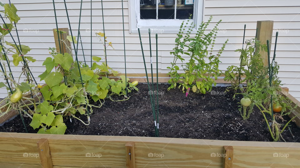 Vegetable Garden