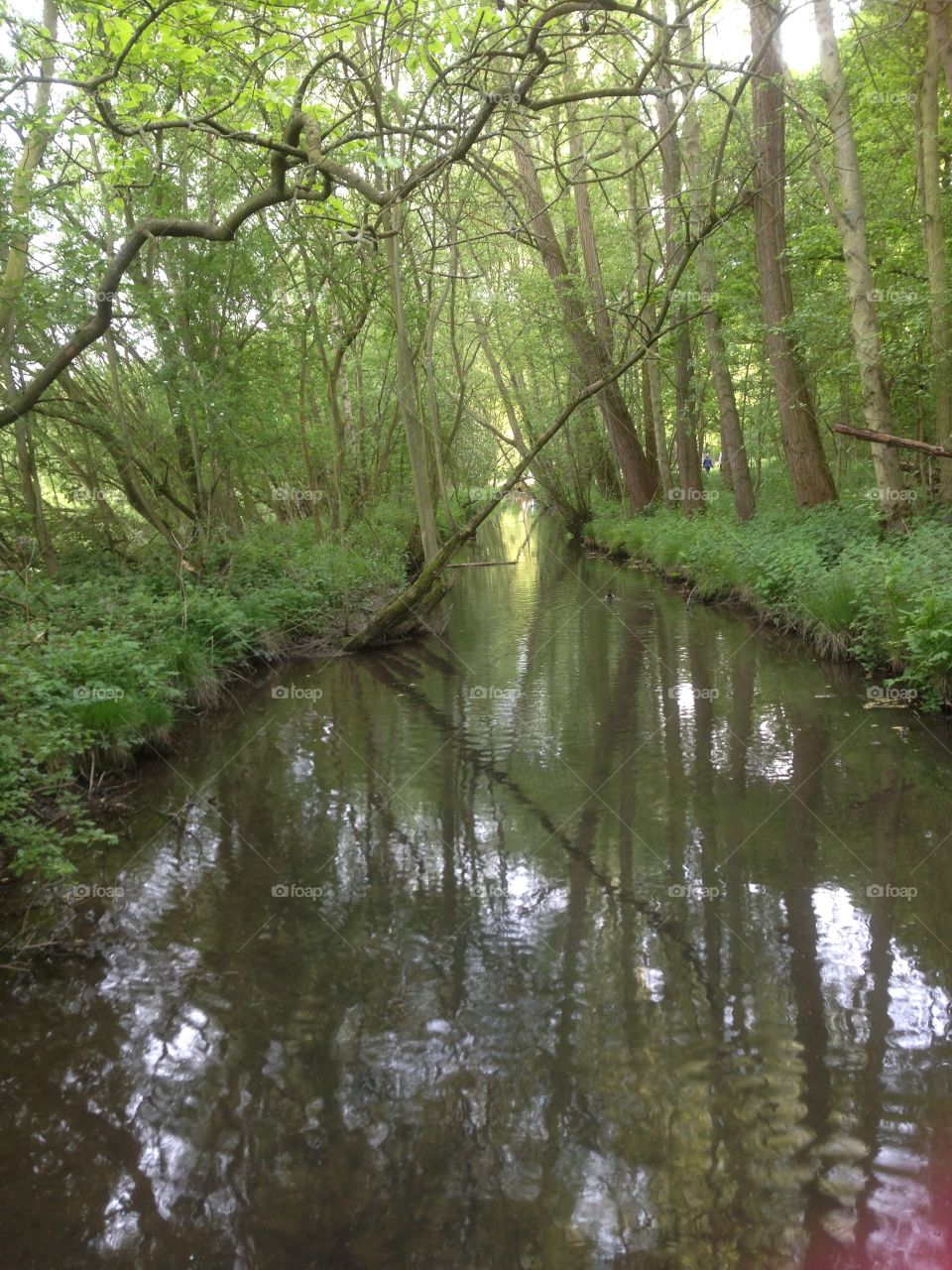 River in the forest