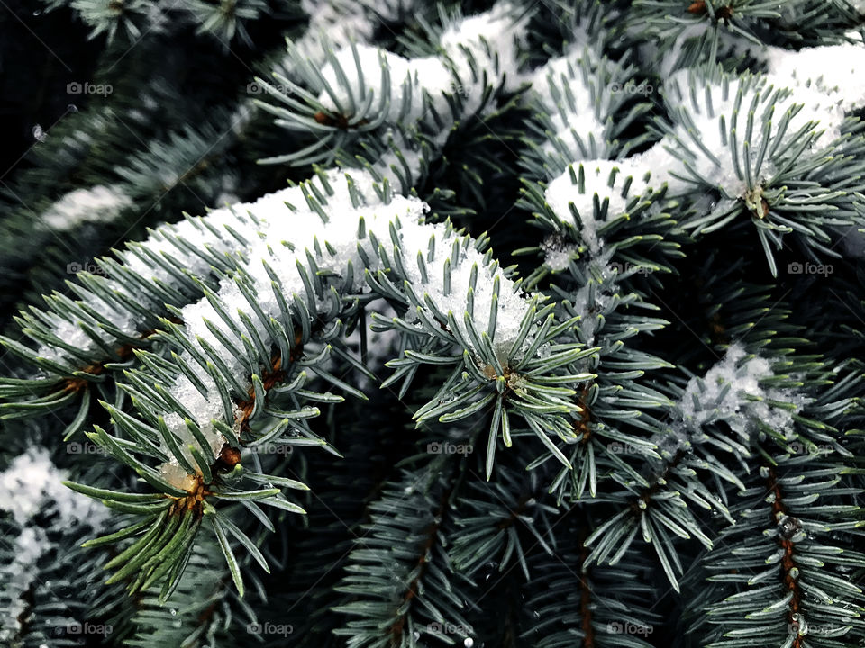 Fir tree with snow