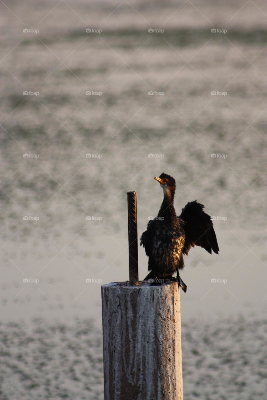A serenade at sunset.