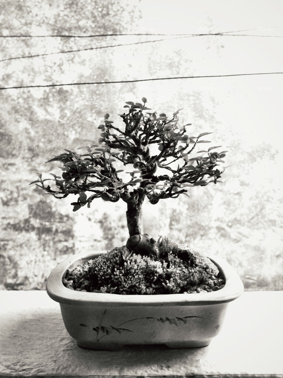 wall tree plant bonsai by ucunnjwong