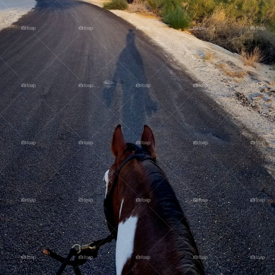 Horse's neck from a rider's pov, with shadow