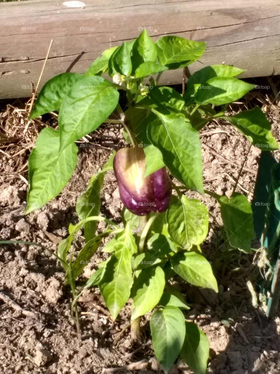 the development of a purple bell pepper