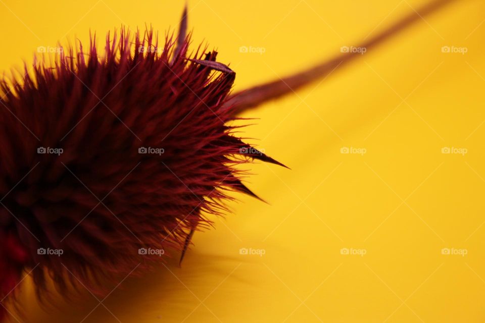 Prickly flower