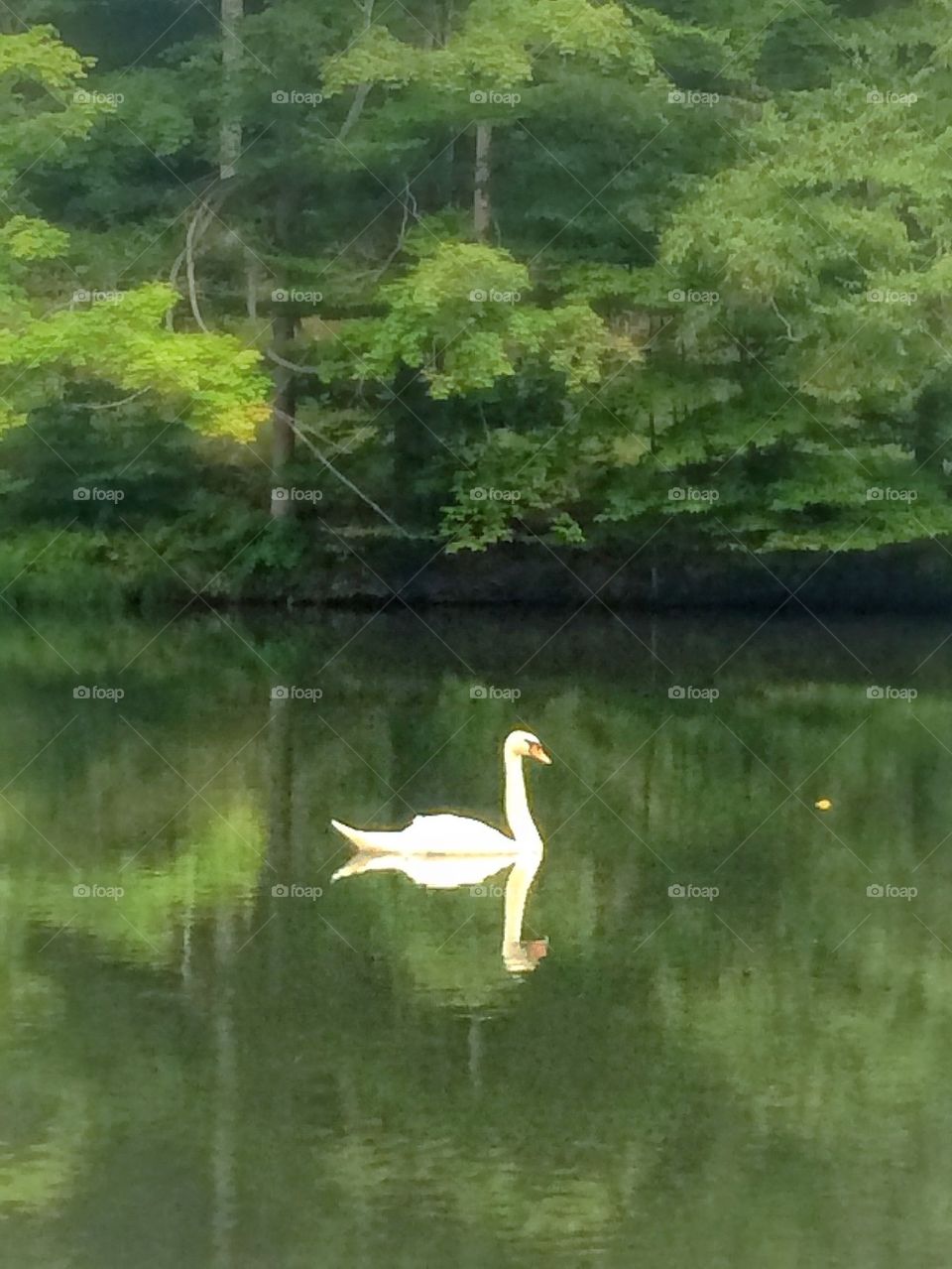 Swan pond