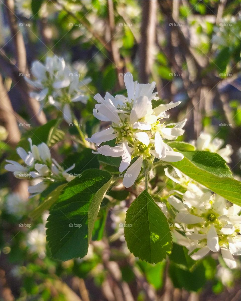 Amelanchier ovalis