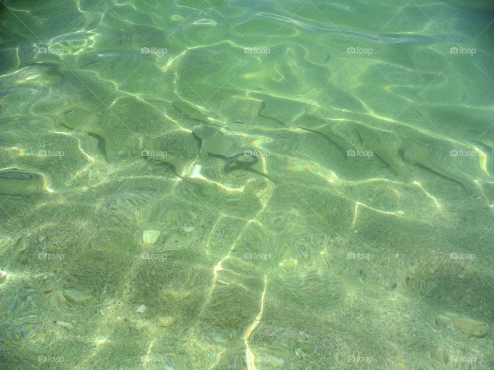 Green water and fish swimming 