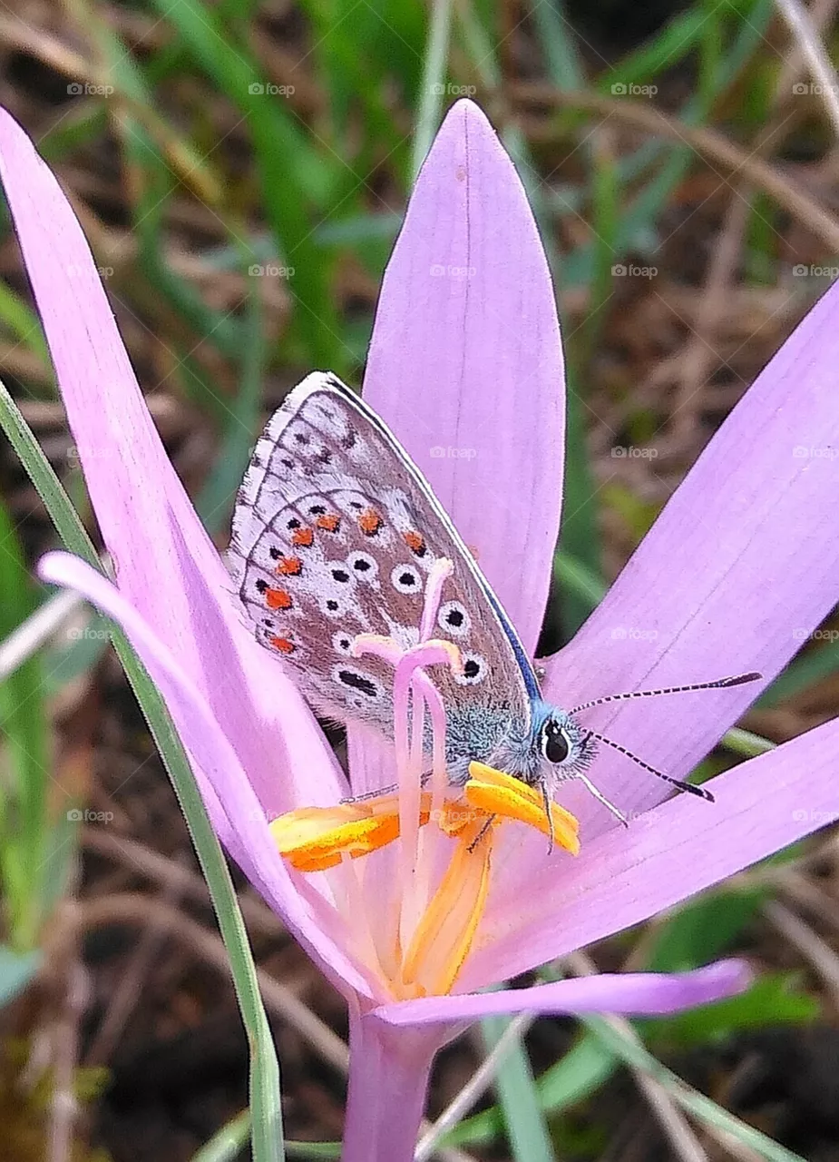 Butterflies