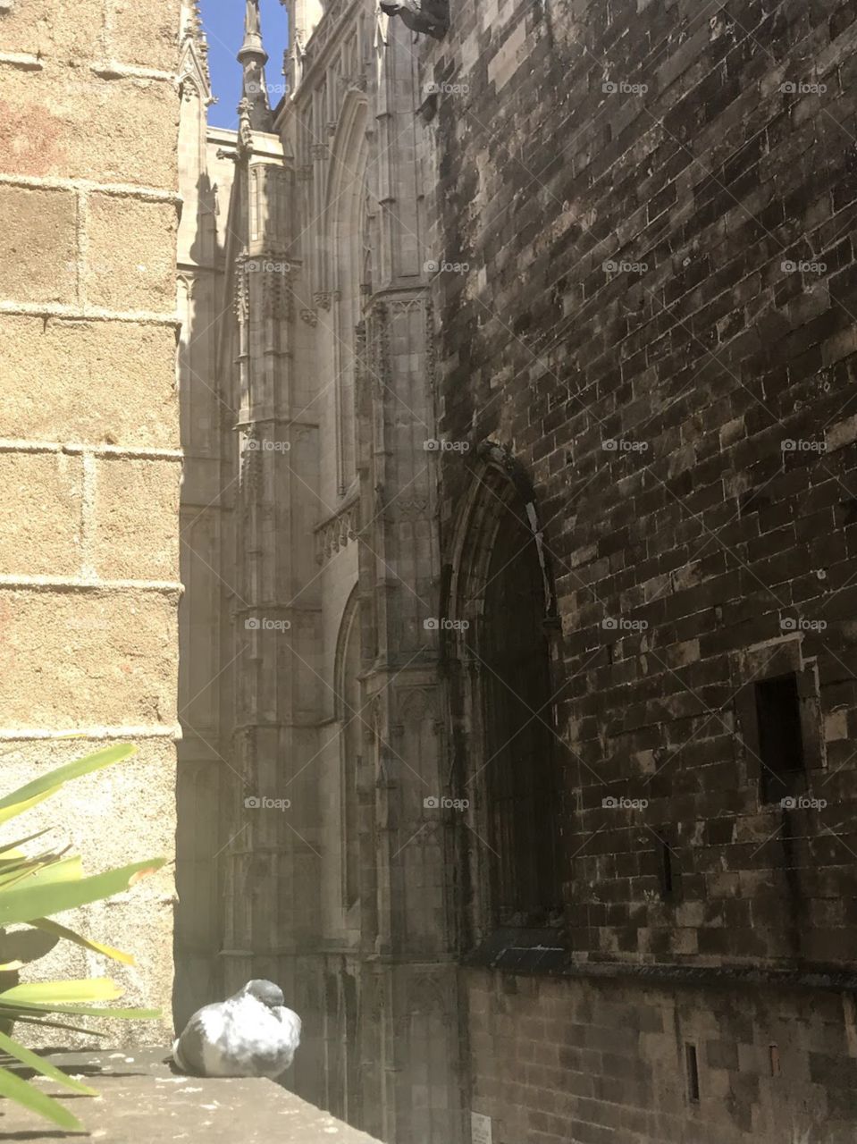 Pigeon in front of old church in Barcelona Spain 