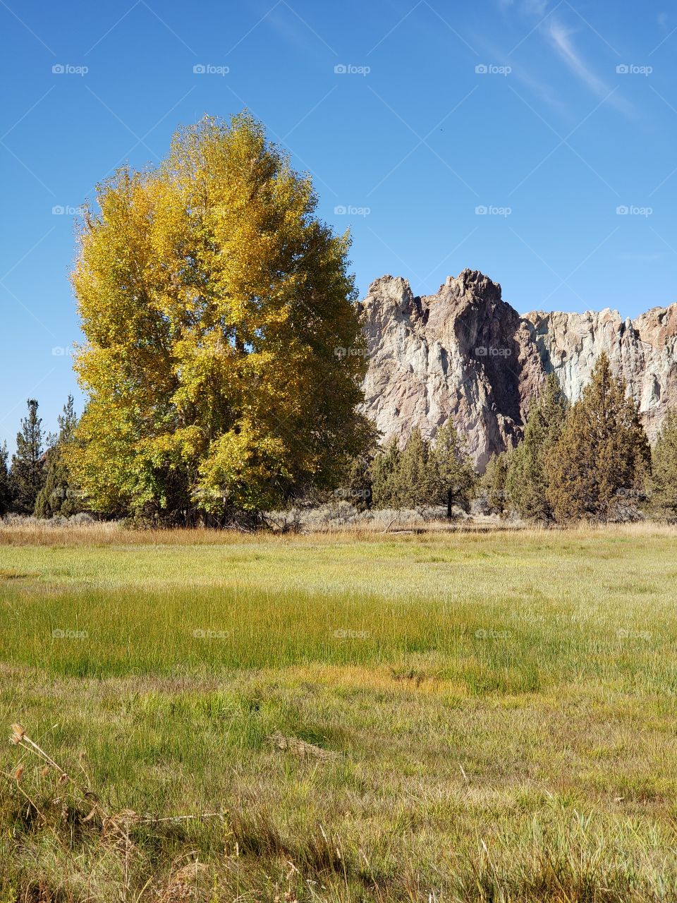 A tall tree covered in golden leaves in their vibrant fall colors in a farm field with the incredible rugged Smith Rocks in the background and bright blue sky on a sunny autumn day in Central Oregon.