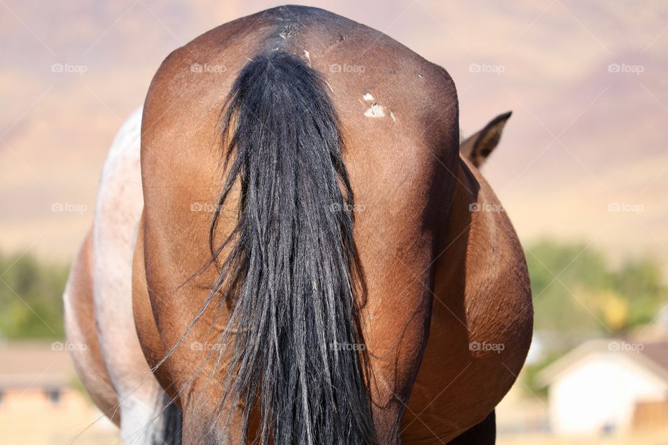 Pregnant wild American mustang mare grazing in the high Sierra Nevada desert 