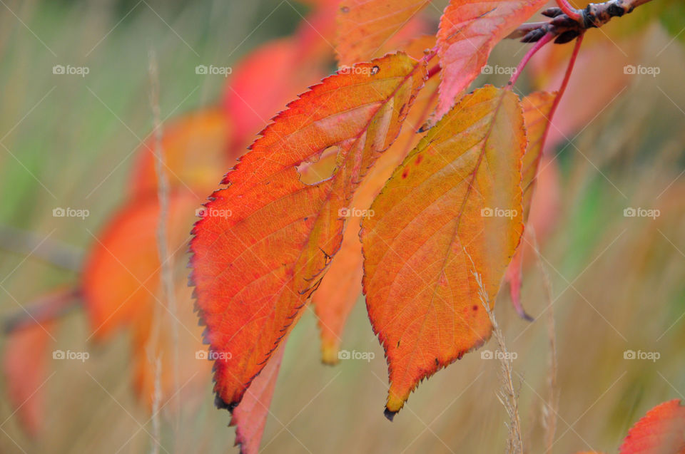 Close-up of autumn leaves