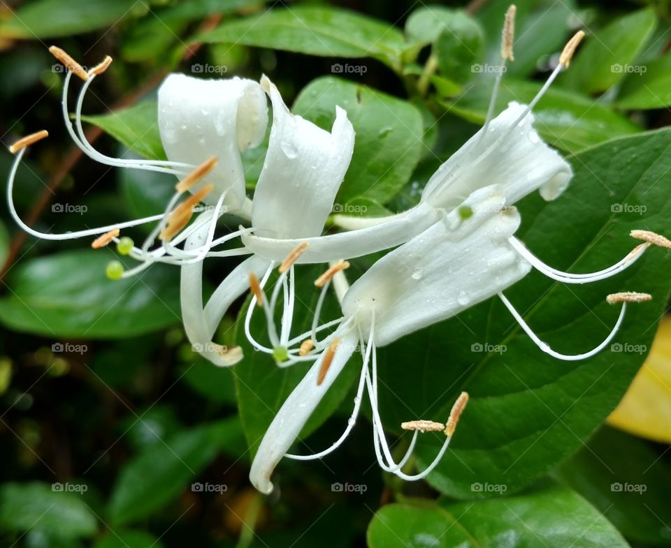 honeysuckle