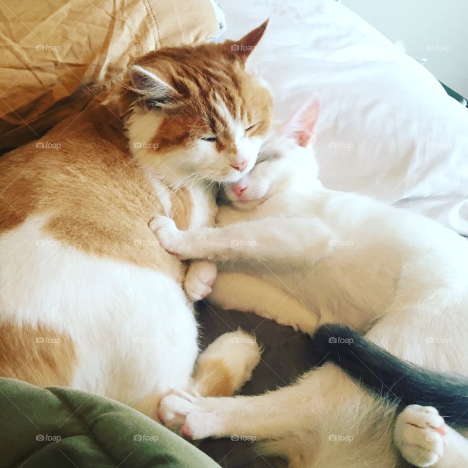 Cuddle cats 