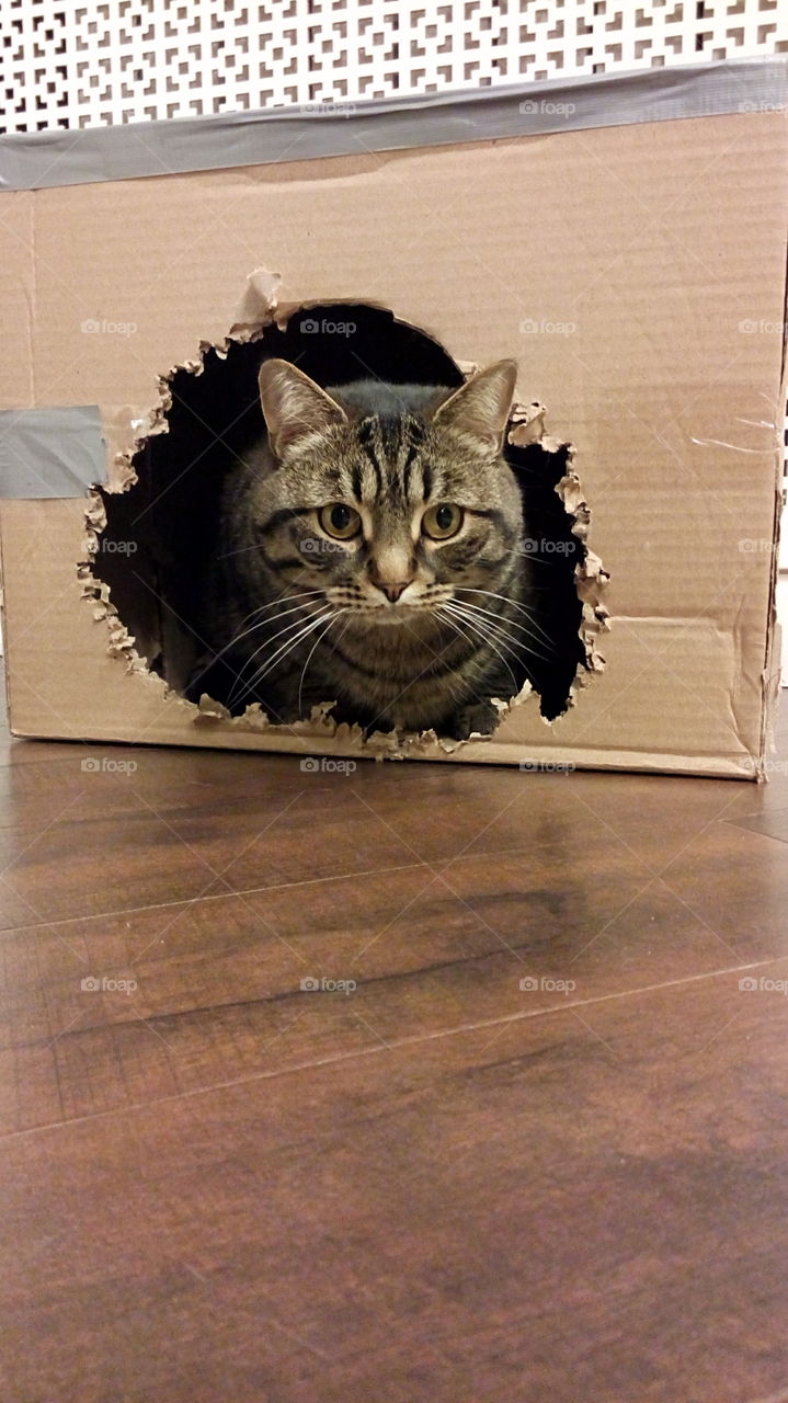 Cat. Cat destroyed box