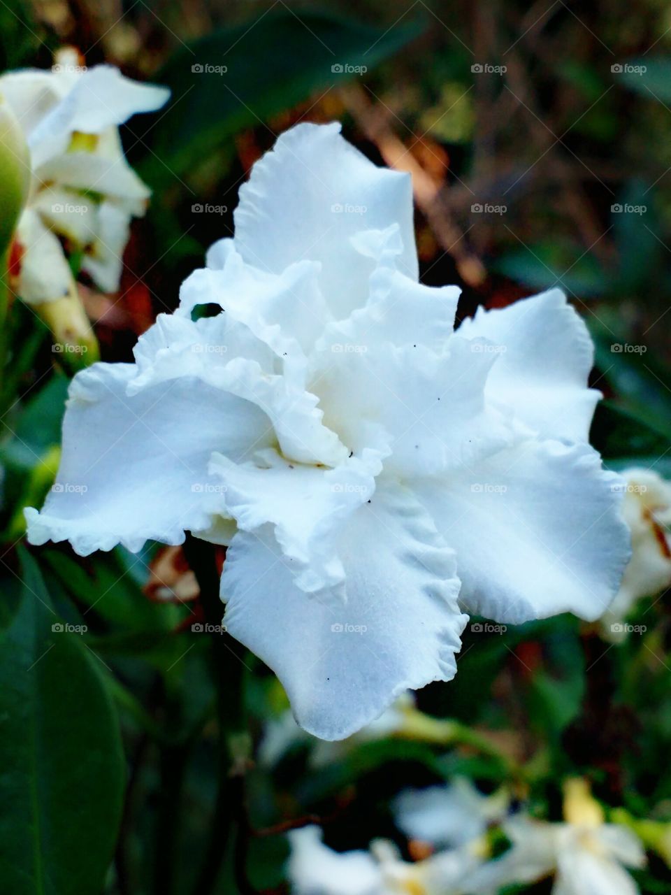 white flowers