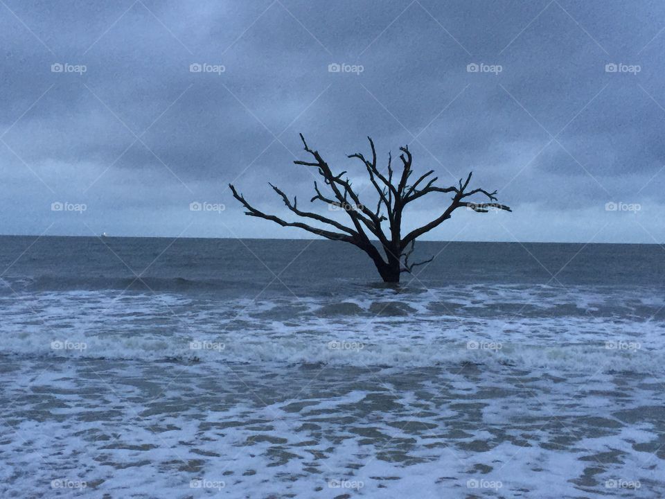 A lone tree sits among the waves on a cloudy day.