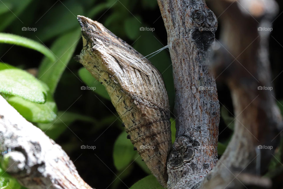 The chrysalis of a parsley worm caterpillar