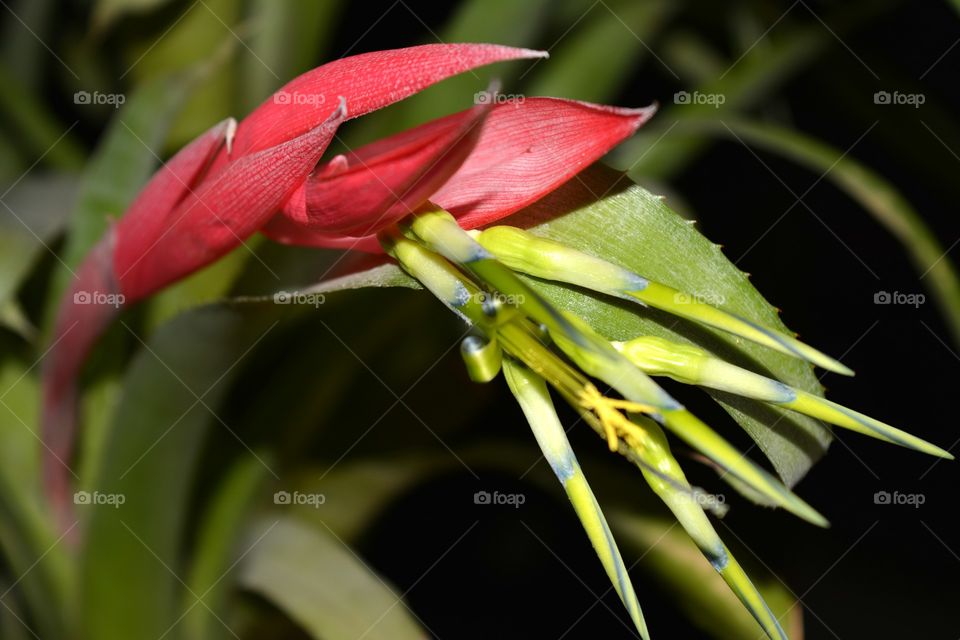 Flower, Nature, Flora, Leaf, No Person