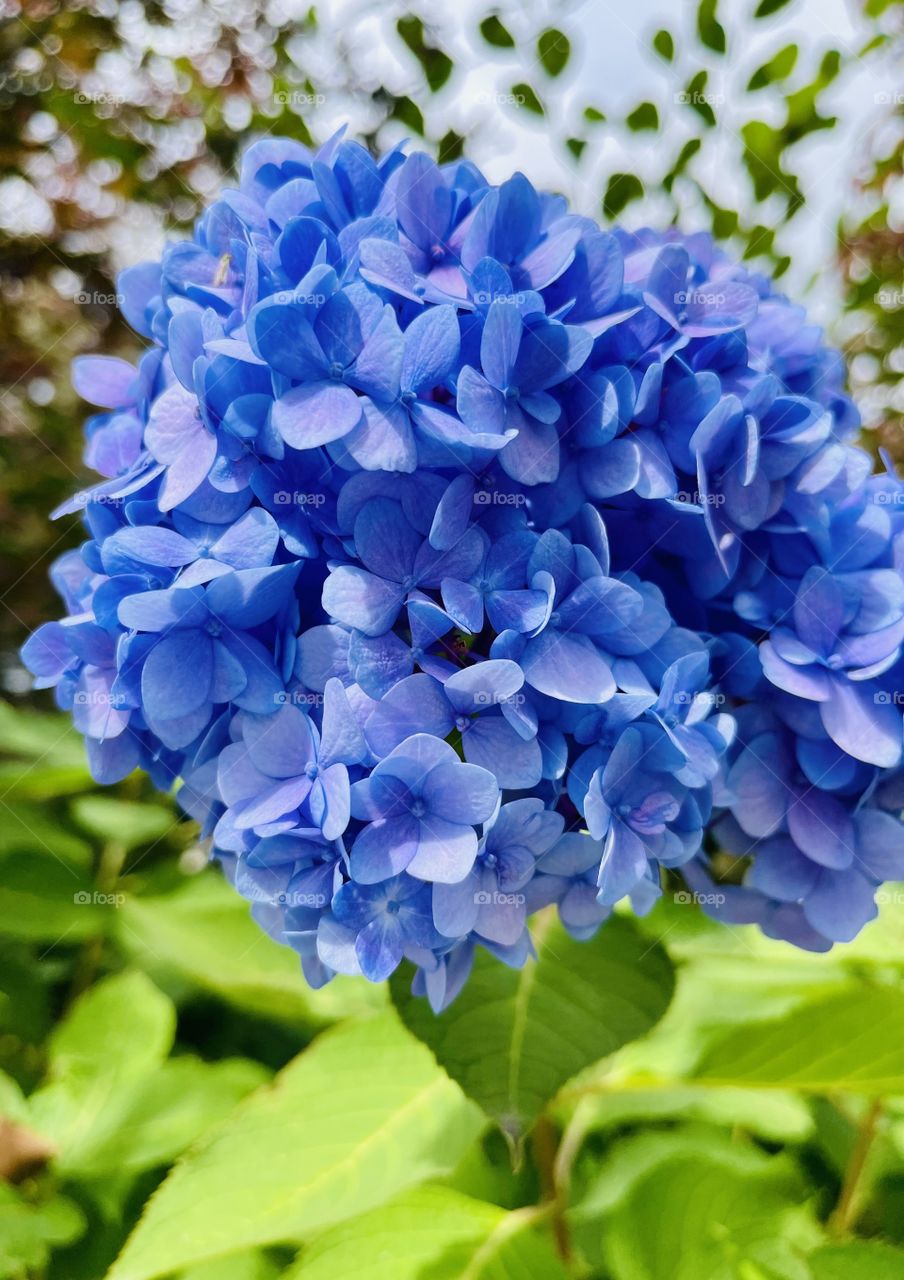 Hydrangea- This plant produces a showy display of beautiful flowers from early spring through fall. The blooms  can be pink, blue, purple,red or white based on the pH level of the soil. 