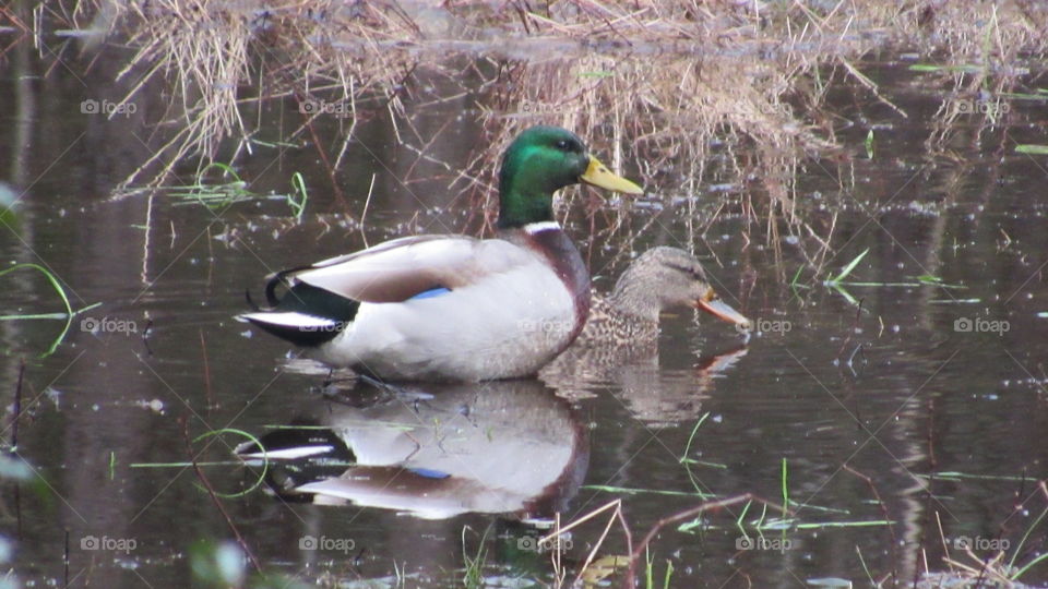 Male and female Mallard Ducks in water with reflection