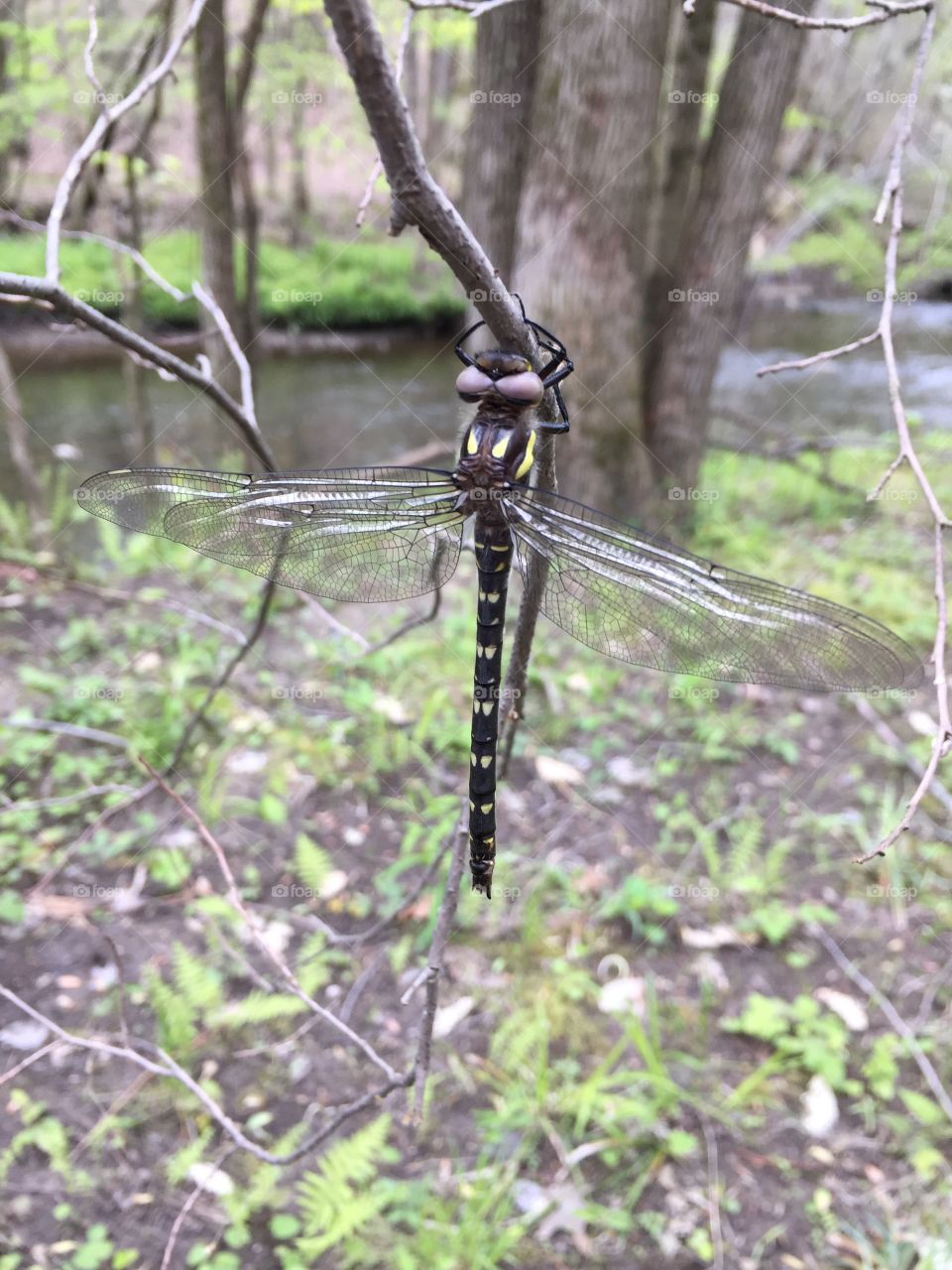 Newly Hatched Dragonfly
